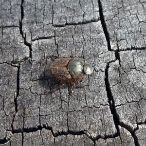 Onthophagus granulatus at Paddys River, ACT - 7 Jan 2019