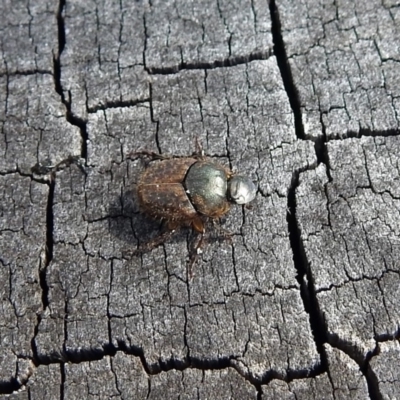 Onthophagus granulatus (Small brown dung beetle) at Tidbinbilla Nature Reserve - 7 Jan 2019 by RodDeb