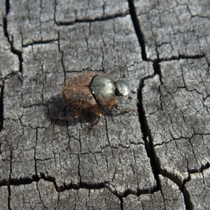 Onthophagus granulatus at Paddys River, ACT - 7 Jan 2019