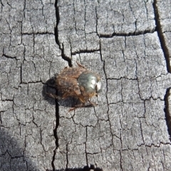 Onthophagus granulatus at Paddys River, ACT - 7 Jan 2019