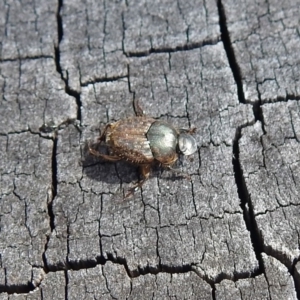 Onthophagus granulatus at Paddys River, ACT - 7 Jan 2019