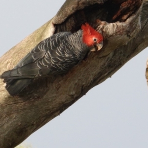 Callocephalon fimbriatum at Deakin, ACT - 8 Jan 2019