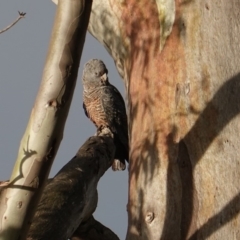 Callocephalon fimbriatum at Deakin, ACT - suppressed