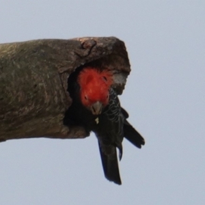 Callocephalon fimbriatum at Deakin, ACT - 8 Jan 2019