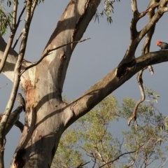 Callocephalon fimbriatum at Deakin, ACT - 8 Jan 2019