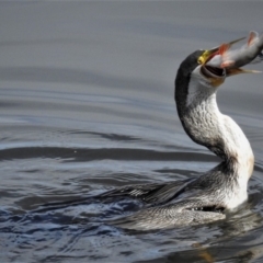 Anhinga novaehollandiae (Australasian Darter) at Fyshwick, ACT - 7 Jan 2019 by JohnBundock