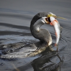 Anhinga novaehollandiae at Fyshwick, ACT - 8 Jan 2019 09:39 AM