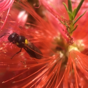 Amphylaeus (Agogenohylaeus) obscuriceps at Hackett, ACT - 8 Jan 2019