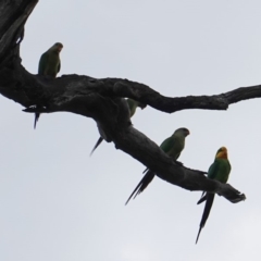 Polytelis swainsonii (Superb Parrot) at Hughes, ACT - 8 Jan 2019 by JackyF