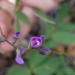 Glycine tabacina (Variable Glycine) at Federal Golf Course - 6 Jan 2019 by JackyF