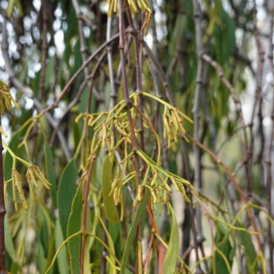 Amyema miquelii (Box Mistletoe) at Hughes, ACT - 7 Jan 2019 by JackyF