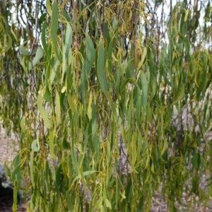 Amyema miquelii at Hughes, ACT - 7 Jan 2019 05:10 PM