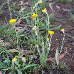 Chrysocephalum apiculatum at Hughes, ACT - 8 Jan 2019