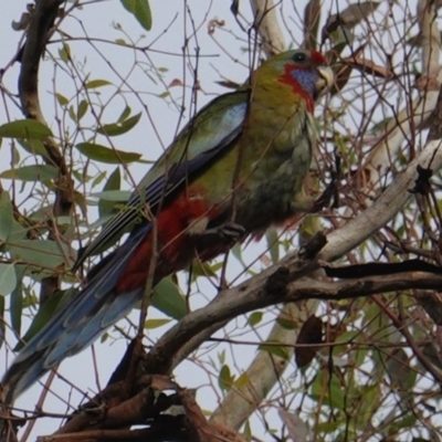 Platycercus elegans (Crimson Rosella) at Deakin, ACT - 8 Jan 2019 by JackyF