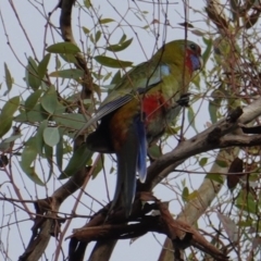 Platycercus elegans at Deakin, ACT - 8 Jan 2019 06:52 PM