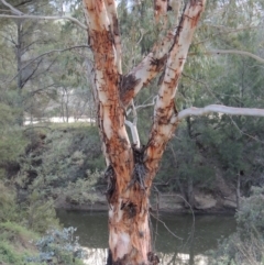 Eucalyptus rubida subsp. rubida (Candlebark) at Bullen Range - 18 Dec 2018 by michaelb
