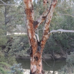 Eucalyptus rubida subsp. rubida (Candlebark) at Greenway, ACT - 18 Dec 2018 by MichaelBedingfield
