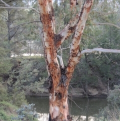 Eucalyptus rubida subsp. rubida (Candlebark) at Greenway, ACT - 18 Dec 2018 by michaelb