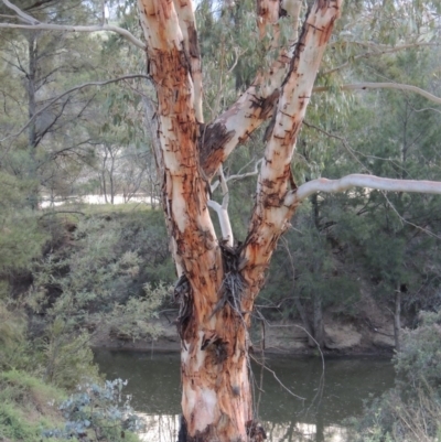 Eucalyptus rubida subsp. rubida (Candlebark) at Greenway, ACT - 18 Dec 2018 by michaelb