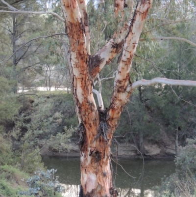 Eucalyptus rubida subsp. rubida (Candlebark) at Bullen Range - 18 Dec 2018 by michaelb