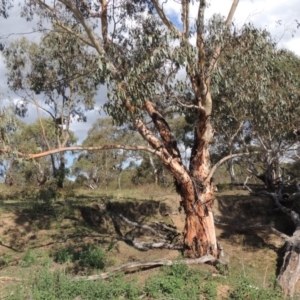 Eucalyptus rubida subsp. rubida at Greenway, ACT - 18 Dec 2018