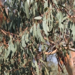 Eucalyptus rubida subsp. rubida at Greenway, ACT - 18 Dec 2018