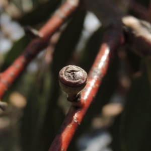 Eucalyptus rubida subsp. rubida at Bullen Range - 18 Dec 2018