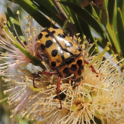 Neorrhina punctatum (Spotted flower chafer) at Tuggeranong, ACT - 18 Dec 2018 by MichaelBedingfield