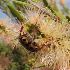 Neorrhina punctatum at Tuggeranong, ACT - 18 Dec 2018