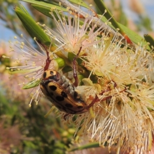 Neorrhina punctatum at Tuggeranong, ACT - 18 Dec 2018