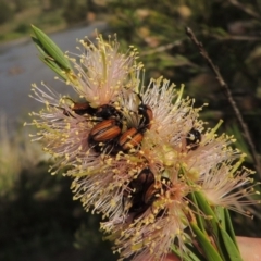 Phyllotocus marginipennis (Nectar scarab) at Bullen Range - 18 Dec 2018 by michaelb