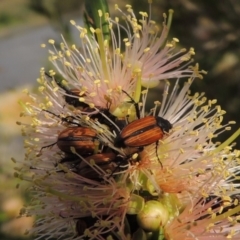 Phyllotocus marginipennis at Tuggeranong, ACT - 18 Dec 2018 06:34 PM