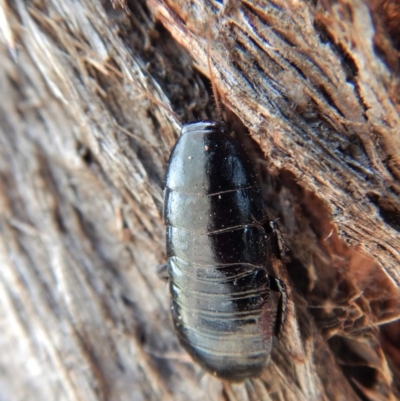 Platyzosteria melanaria (Common Eastern Litter Runner) at Cook, ACT - 2 Jan 2019 by CathB