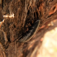 Platyzosteria melanaria at Cook, ACT - 2 Jan 2019 06:36 PM