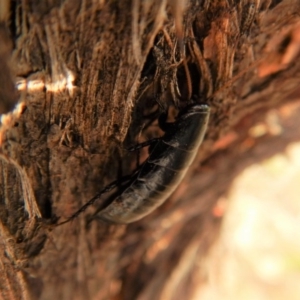 Platyzosteria melanaria at Cook, ACT - 2 Jan 2019