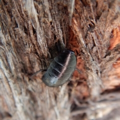 Platyzosteria melanaria at Cook, ACT - 2 Jan 2019