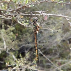 Hemicordulia australiae (Australian Emerald) at Dunlop, ACT - 5 Jan 2019 by CathB