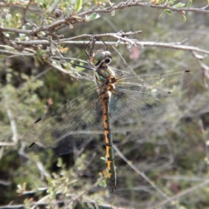 Hemicordulia australiae at Dunlop, ACT - 6 Jan 2019