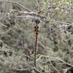 Hemicordulia australiae at Dunlop, ACT - 6 Jan 2019