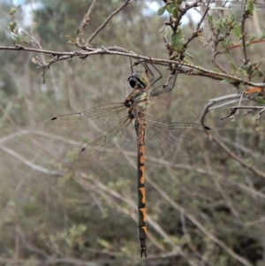 Hemicordulia australiae at Dunlop, ACT - 6 Jan 2019