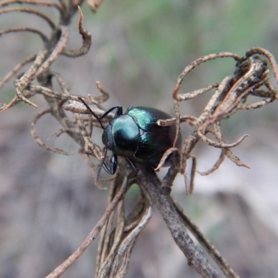 Chalcopteroides columbinus (Rainbow darkling beetle) at Aranda Bushland - 5 Jan 2019 by CathB