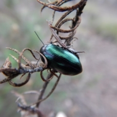 Chalcopteroides columbinus at Dunlop, ACT - 6 Jan 2019 08:08 AM