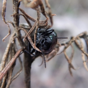 Chalcopteroides columbinus at Dunlop, ACT - 6 Jan 2019 08:08 AM