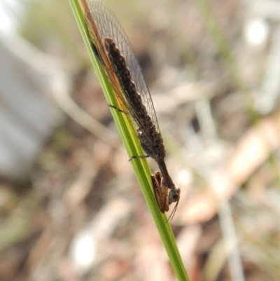 Mantispidae (family) (Unidentified mantisfly) at Aranda Bushland - 5 Jan 2019 by CathB