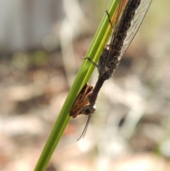 Mantispidae (family) at Dunlop, ACT - 6 Jan 2019 08:46 AM