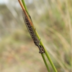 Mantispidae (family) at Dunlop, ACT - 6 Jan 2019 08:46 AM