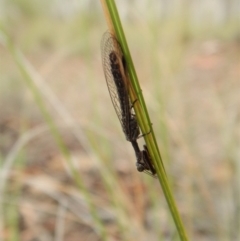 Mantispidae (family) at Dunlop, ACT - 6 Jan 2019 08:46 AM