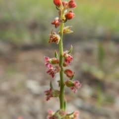 Haloragis heterophylla (Variable Raspwort) at Dunlop, ACT - 8 Jan 2019 by CathB