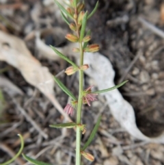 Haloragis heterophylla at Dunlop, ACT - 8 Jan 2019