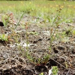 Haloragis heterophylla at Dunlop, ACT - 8 Jan 2019 09:58 AM